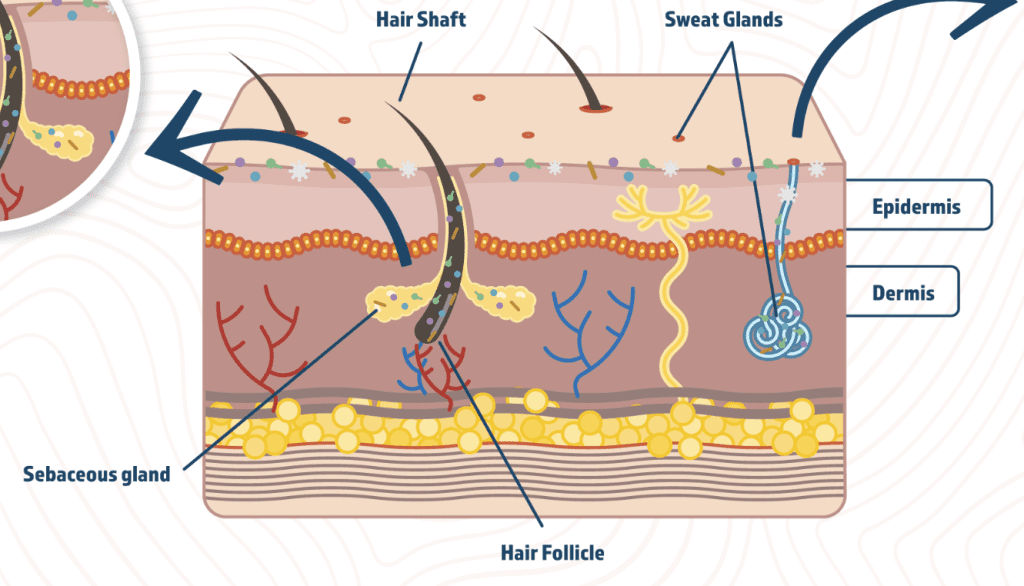Bacteria and Fungus Living on Our Skin